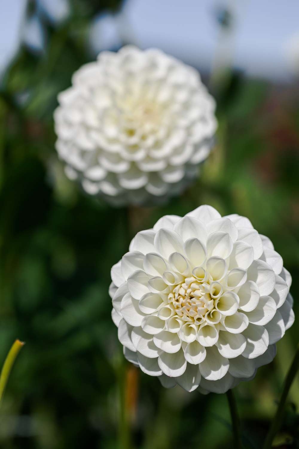Dahlia 'Boom Boom White'
